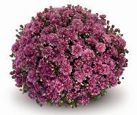 Chrysanthemum (Amiko Violet Garden Mum)