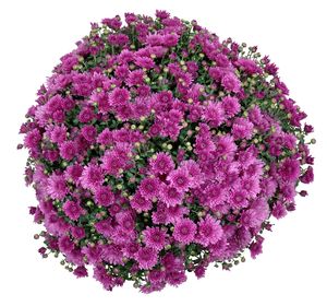 Chrysanthemum (Purple Garden Mum)