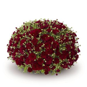 Chrysanthemum (Pobo Red Garden Mum)