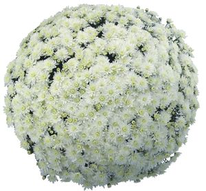 Chrysanthemum (Lesconil White Garden Mum)