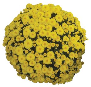 Chrysanthemum (Viviana Yellow Garden Mum)