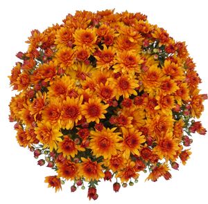 Chrysanthemum (Mika Orange Garden Mum)