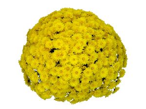 Chrysanthemum (Yellow Garden Mum)