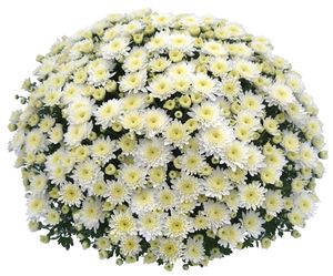 Chrysanthemum (White Garden Mum)
