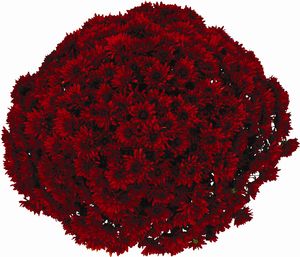 Chrysanthemum (Granata Red Garden Mum)