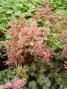 Astilbe arendsii (Rheinland False Spirea)