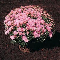 Chrysanthemum (Ursula™ Garden Mum)