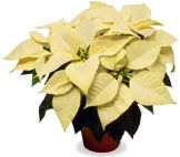 Euphorbia pulcherrima (White Poinsettia)