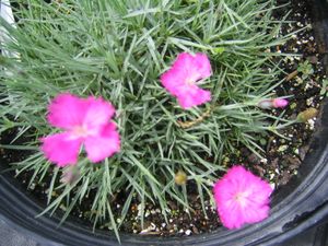 Dianthus grat. (Firewitch Border Carnation)