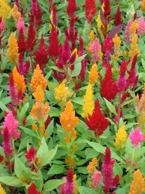 Celosia (Celosia)