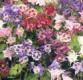 Aquilegia x (Biedermeier Mix Columbine)