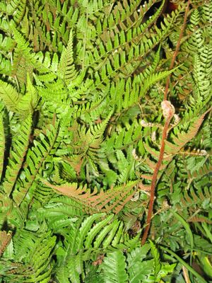 Osmunda cinnamonea (Cinnamon Fern)