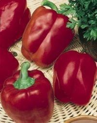 Pepper (Red Knight Pepper)
