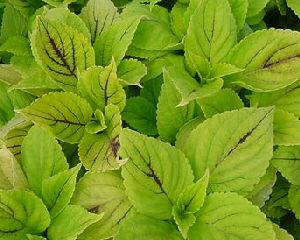 Coleus Sunlover (Gay's Delight Sunlover Coleus)