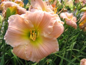Hemerocallis (Barbara Mitchell Daylilly)