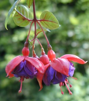 Fuchsia - باغباني 87 دانشگاه كشاورزي ساري