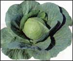 Cabbage (Cabbage)