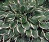 Hosta (Francee Hosta)