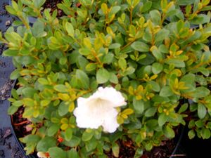 Rhododendron x (White Gumpo Azalea)