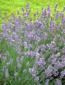 Lavendula augustifolia (Munstead Lavender)