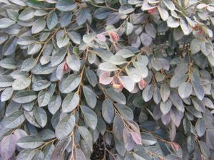 Zhuzhou Loropetalum