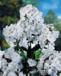 Phlox paniculata (David Summer Garden Phlox)
