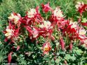 Aquilegia X (Red Hobbit Columbine)
