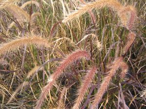 Pennisetum setaceum Rubrum (Purple Fountain Grass)