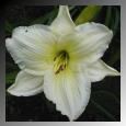 Hemerocallis (Joan Senior Daylilly)