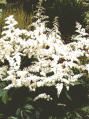 Astilbe arendsii (Bridal Veil False Spirea)