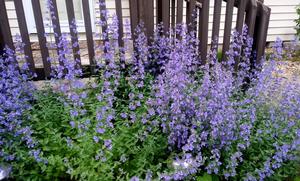 Nepeta Catmint (Catmint)