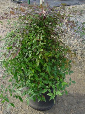 Nandina domestica (Heavenly Bamboo)