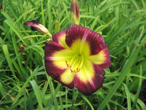 hemerocallis rosy meyer