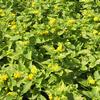 Lantana  'Samantha Lantana'