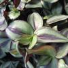 Wandering Jew  'Burgandy Leaved'
