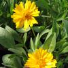 Coreopsis  'Early Sunrise'