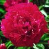 Peony  'Karl Rosenfield'