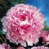 Peony  'Sarah Bernhardt'