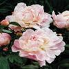 Peony  'Shirley Temple'