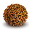 Chrysanthemum 'Conella Orange'