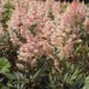 Astilbe japonica 'Peach Blossom'