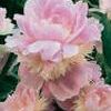 Peony  'Sorbet'