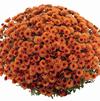 Chrysanthemum 'Rhinos Orange'