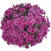 Chrysanthemum 'Girona'