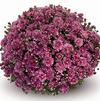 Chrysanthemum 'Amiko Violet'