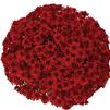 Chrysanthemum 'Amadora Red'