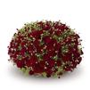 Chrysanthemum 'Pobo Red'