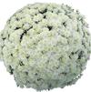 Chrysanthemum 'Lesconil White'