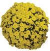 Chrysanthemum 'Viviana Yellow'