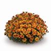 Chrysanthemum 'Destino Orange'